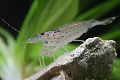 lotto 5 X CARIDINA MULTIDENTATA "AMANO" "JAPONICA" +OMAGGIO MANGIME - Immagine 1 di 3