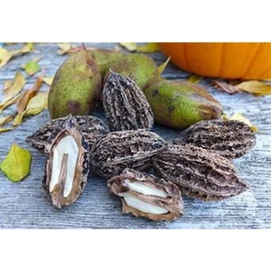 1 Pfund weiße Walnüsse Butternuss Hickory in Schale frisch geerntet. urlaub - Bild 1 von 2