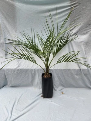 Butia odorata Pindo Palm Jelly Palm 24-30" Foto 1 de 4