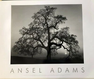 Oak Tree, Sunset City, California, 1962 by Ansel Adams (76cm x 61cm) - Picture 1 of 2
