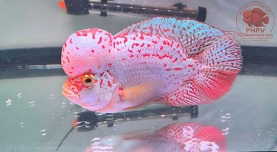 Premium Flowerhorn - Kamfa Golden Base 7 inches - Overnight USA Shipping - Image 1 of 4
