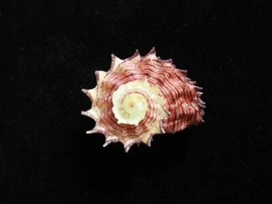 Sea Shell Angaria rugosa 28,8 mm ID#7824 - Imagen 1 de 3