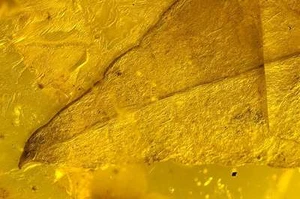 Hoja fósil extremadamente rara en ámbar báltico genuino - Imagen 1 de 1