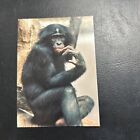 B30s World Famous San Diego Zoo Animals Of The Wild 1993 #22 Chimpanzee Monkey