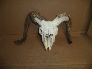 Ram Skull 18" horns Real/Art/Decor/Oddities - Picture 1 of 5