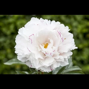 Paeonia x lactiflora 'Marie Lemoine' - Garten-Pfingstrose 'Marie Lemoine' -… - Bild 1 von 2