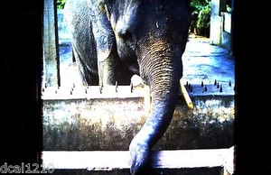 Original 1966 KODACHROME 35MM Dia #44 ELEPHANT - Bild 1 von 1