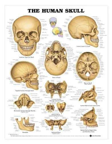 SKULL Laminated Wall Chart 20" x 26" Classroom/Professional LFA #99991 - Image 1 of 1