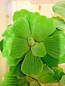 Pistia Stratiotes  Medium Size Water Lettuce Aquarium Pond Plant X  2 - Picture 1 of 2