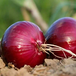 RED CREOLE ONION SEEDS NON-GMO Cajun Heirloom Fantastic flavor you'll love! YUM! - Picture 1 of 10