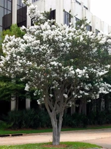 2 LIVE PLANTS CREPE MYRTLE TREES SNOW WHITE FLOWERING CRAPE BUSH SHRUB STARTER - Picture 1 of 5