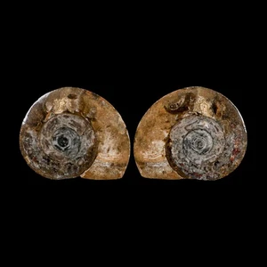 3.3" Goniatite Ammonite Fossil Polished, Cut Half's Erfoud Morocco Devonian Age - Picture 1 of 6