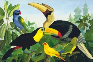 Tropical Birds Toucans by Lizzie Riches 28.5x19 in - Picture 1 of 1