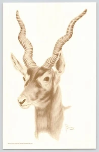 Black Buck Buena Vista Exotic Animal Park Strafford Missouri VTG Postcard 5x8 - Picture 1 of 2