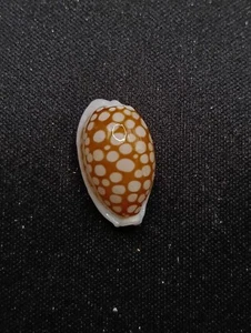 Cypraea cribraria Sea shell. 21mm Cowrie Collector home decor beach #12774 - Picture 1 of 5