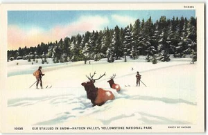 Skiers and Elk in the Snow, Yellowstone National Park - 1940s Linen Postcard - Bild 1 von 2