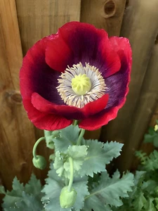 1,000 Cherry Glow Poppy Seeds - P. Somniferum Giant Candy Apple Red Blooms - Picture 1 of 8