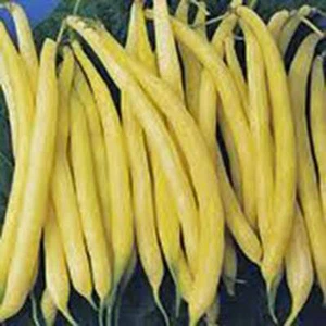 Golden Wax Bean, Bush Bean, NON Gmo, 500+ Seeds, Great Tasting n Healthy - Picture 1 of 1
