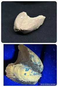 NICE Fossil Bivalve in Open Position! Lima sp. Fort Worth Texas Cretaceous Age - Picture 1 of 11
