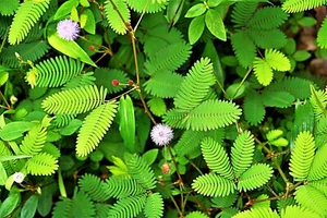 Houseplant Touch me not - Mimosa pudica perennial seeds x 15 unusual flower - Picture 1 of 1