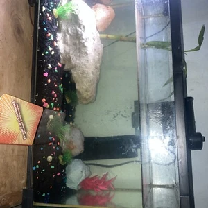 10 Gallon Tank 20"x10"x12.2”  Comes With A Heater, Filter, All Decorations - Picture 1 of 1