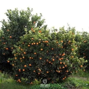 Mandarinas marroquíes 10 piezas semillas frescas - Imagen 1 de 7