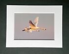 Bewick's Swans in Flight - Photographic Print with White Photo Mount or NO Mount