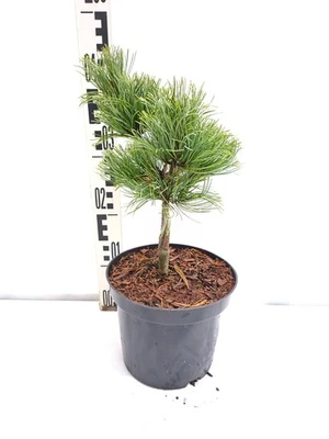 Pinus parviflora Bergman 40–50 cm Mädchenkiefer Zwergkiefer winterhart Bonsai - Bild 1 von 3