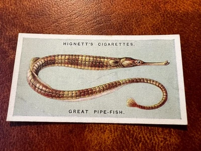 Hignett Bros - Common Objects of the Sea Shore 1924 #12 Great Pipe/Needle Fish - Image 1 of 2