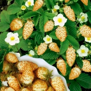 Erdbeere Walderdbeere Gelb Erdbeersamen Yellow Wonder Земляника 300 Samen Nr.211 - Bild 1 von 1