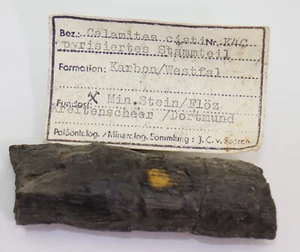 Pflanze, Calamites cisti, Karbon, Westphal, Zeche Minister Stein Dortmund,D-i951 - Picture 1 of 7