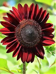 Sunflower Seeds Chocolate Cherry 40+ Seeds  BUY 4 GET FREE SHIPPING - Picture 1 of 1