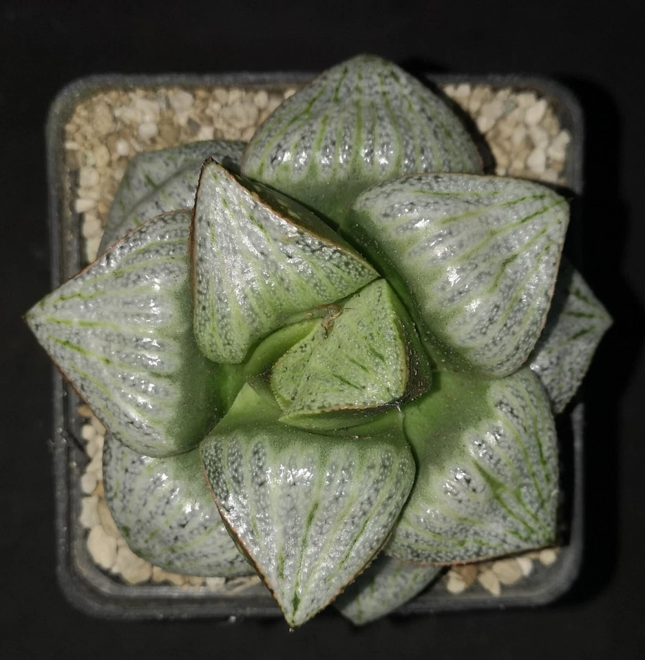 Haworthia splendens 'TAJ MAHAL' gigante, 9 cm po t! , Phyto disponible Foto 1 de 1