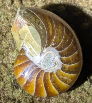 Nautilus Cephalopod Polished Fossil - Image 1 of 2