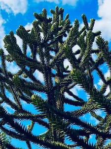 Araucaria araucana - Monkey Puzzle Tree | Chilean Pine - Picture 1 of 4