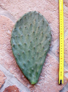 Opuntia engelmanni (n.1 pelle) 15-25 cm, cactus, plante grasse résistante à l'hi - Imagen 1 de 2