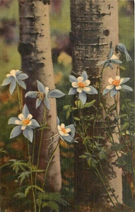 Postal de Columbine Aspens Colorado - Imagen 1 de 2