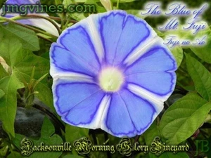 The Blue of Mt Fuji / Fuji no Ao Japanese Morning Glory 6 Qty - Picture 1 of 6
