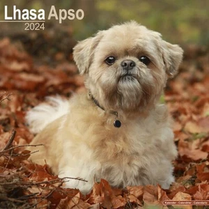 Calendrier 2024 - LHASSA APSO - Picture 1 of 2