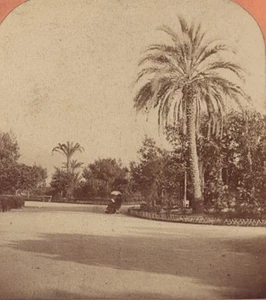 Nice Palm Tree of the Annexation France Old Stereo Photo Lucchesi 1880 - Picture 1 of 3