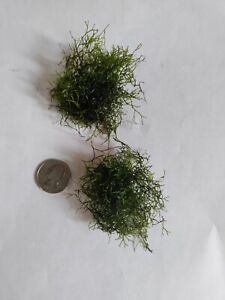 2 (Buy 2 Get 1 free)clumps Riccia Fluitans (floating crystalwort) aquatic plant