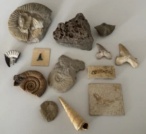 Konvolut Fossilien Versteinerungen Ammoniten Fische Seeigel Haizähne Schnecke - Bild 1 von 8