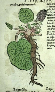 Gravure estampe illustration ancienne plante 1543 LA PÉTASITE, FUMETERRE - Picture 1 of 5