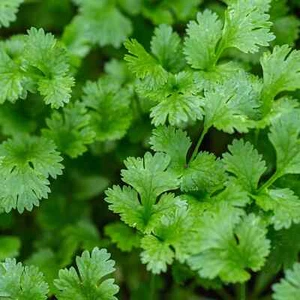 Cilantro Seeds Organic 2024 Season 100 Whole Seeds - Picture 1 of 1