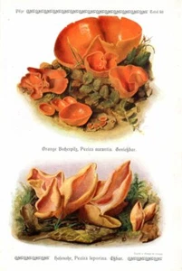 1913 GRAMBERG CHROMOLITHO Mushrooms: orange peel fungus, yellow rabbit ears - Imagen 1 de 3