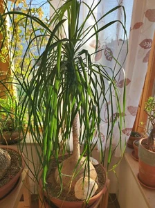 Beaucarnea Recurvata Elefantenfuss Caudex D 25cm Höhe 110cm - Bild 1 von 3
