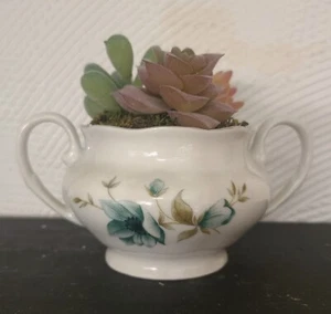 De Colección Favolina Wawel Azul Flor de la Mañana Azúcar Cuenco con Imitación Suculentas Granny Core - Imagen 1 de 8