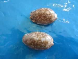 2x COWRY SHELLS Cypraea arabica DWARF Philippines 32 & 34 mm Both F+++ - Picture 1 of 5