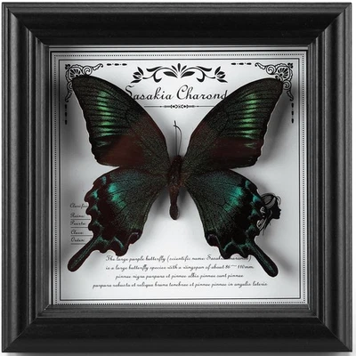 Real Framed Butterfly Taxidermy - Handmade Butterfly Shadow Box Display with ... - Image 1 of 4