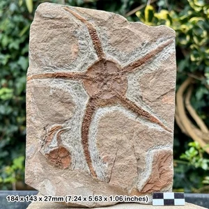 Fossil brittle star (ophiura) – ordovician marine fossil from draa valley, - Picture 1 of 1